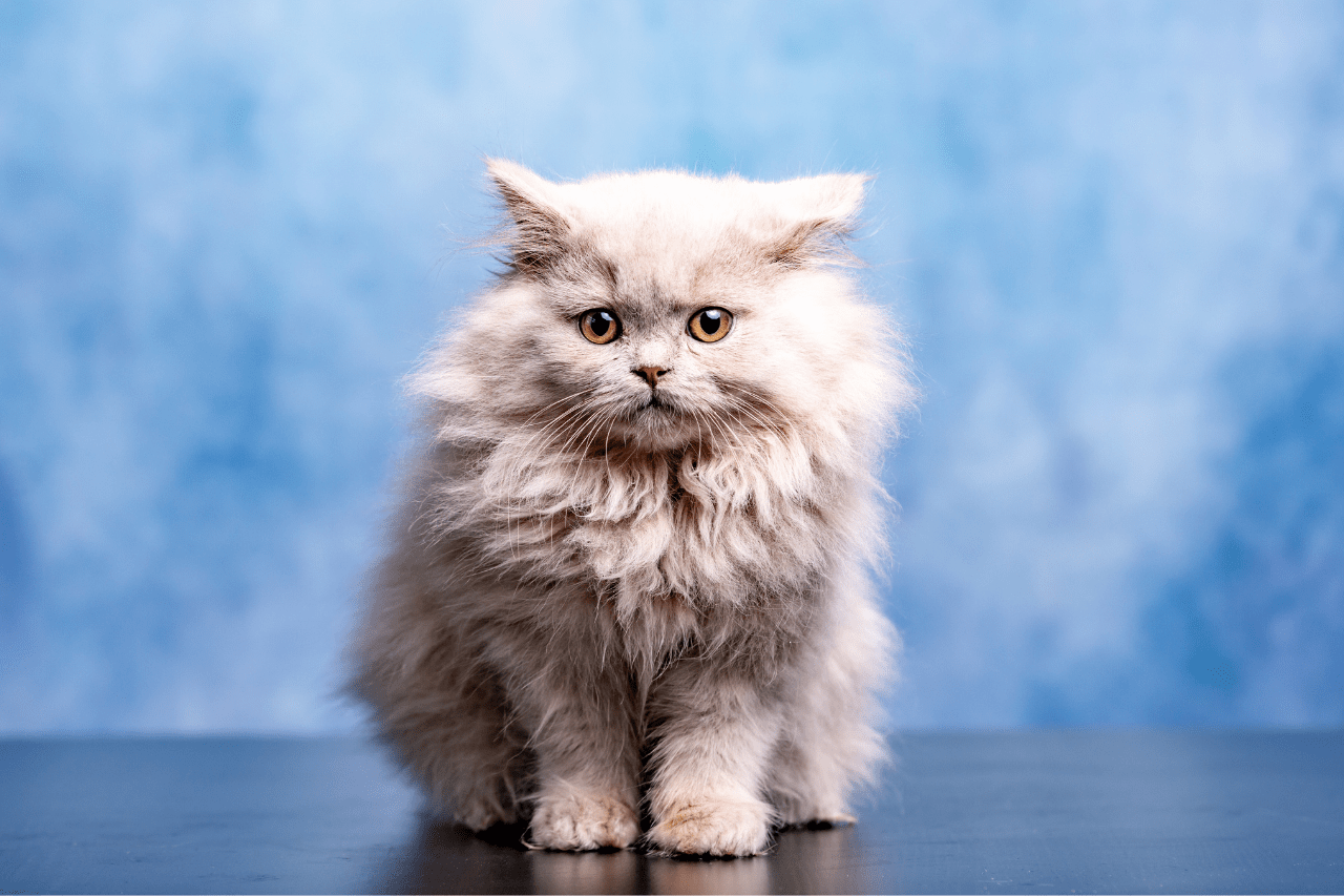 Cartoon Cat Names 79 BEST & CUTE Ideas