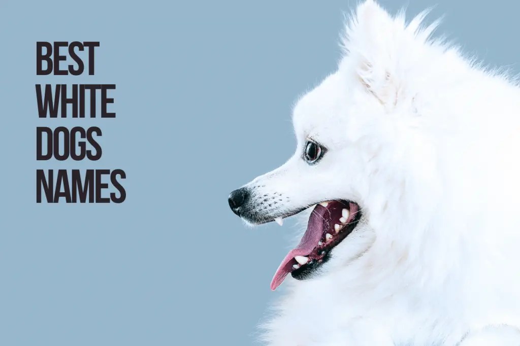 White Dog Names +102 Cute & Best Ideas [Male & Female]