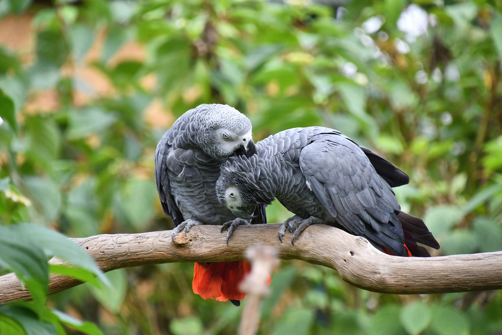 African Grey Parrot Names +68 Best & Cute Ideas [with Video]