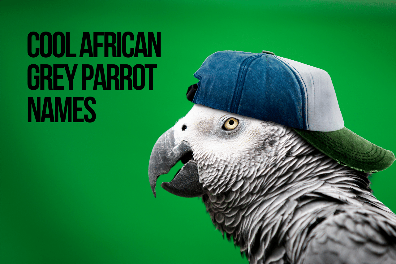 African Grey Parrot Names +68 Best & Cute Ideas [with Video]