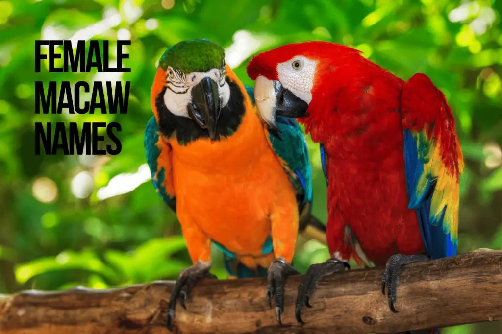 Macaw Parrot Names 216+ Cute & Best Ideas