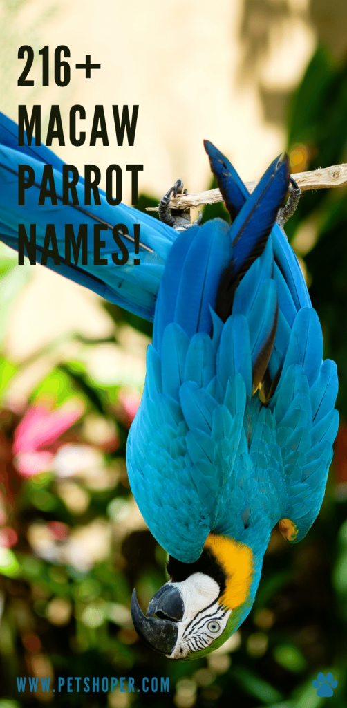 Macaw Parrot Names 216+ Cute & Best Ideas