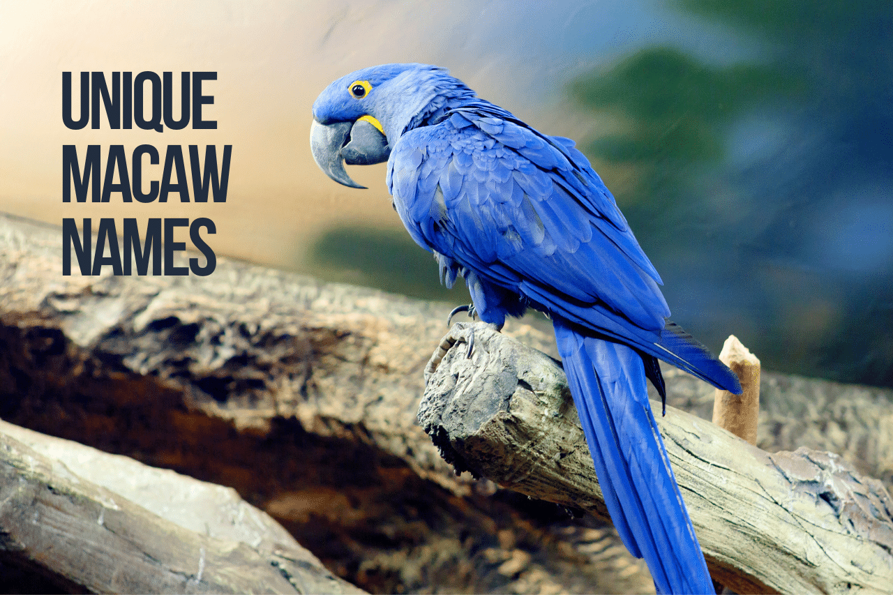 Macaw Parrot Names 216+ Cute & Best Ideas
