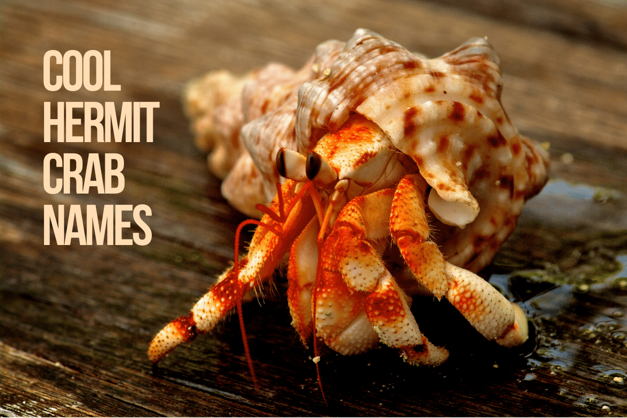 Hermit Crab Names 200+ Creative Ideas & Facts