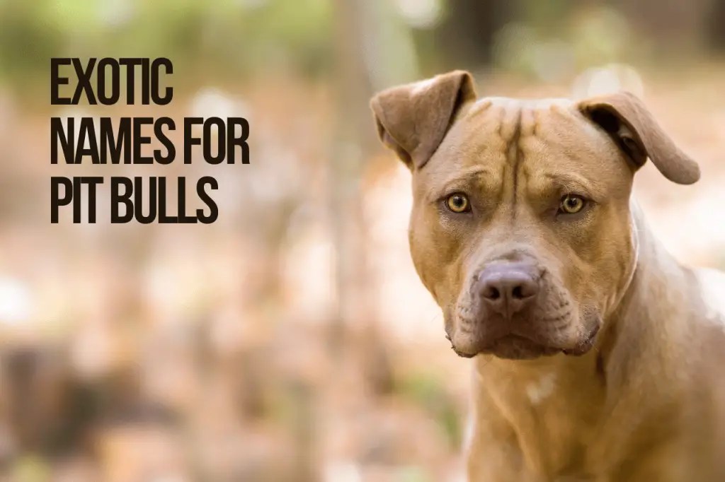 Exotic Dog Names 167+ TOP & BEST & CUTE Ideas