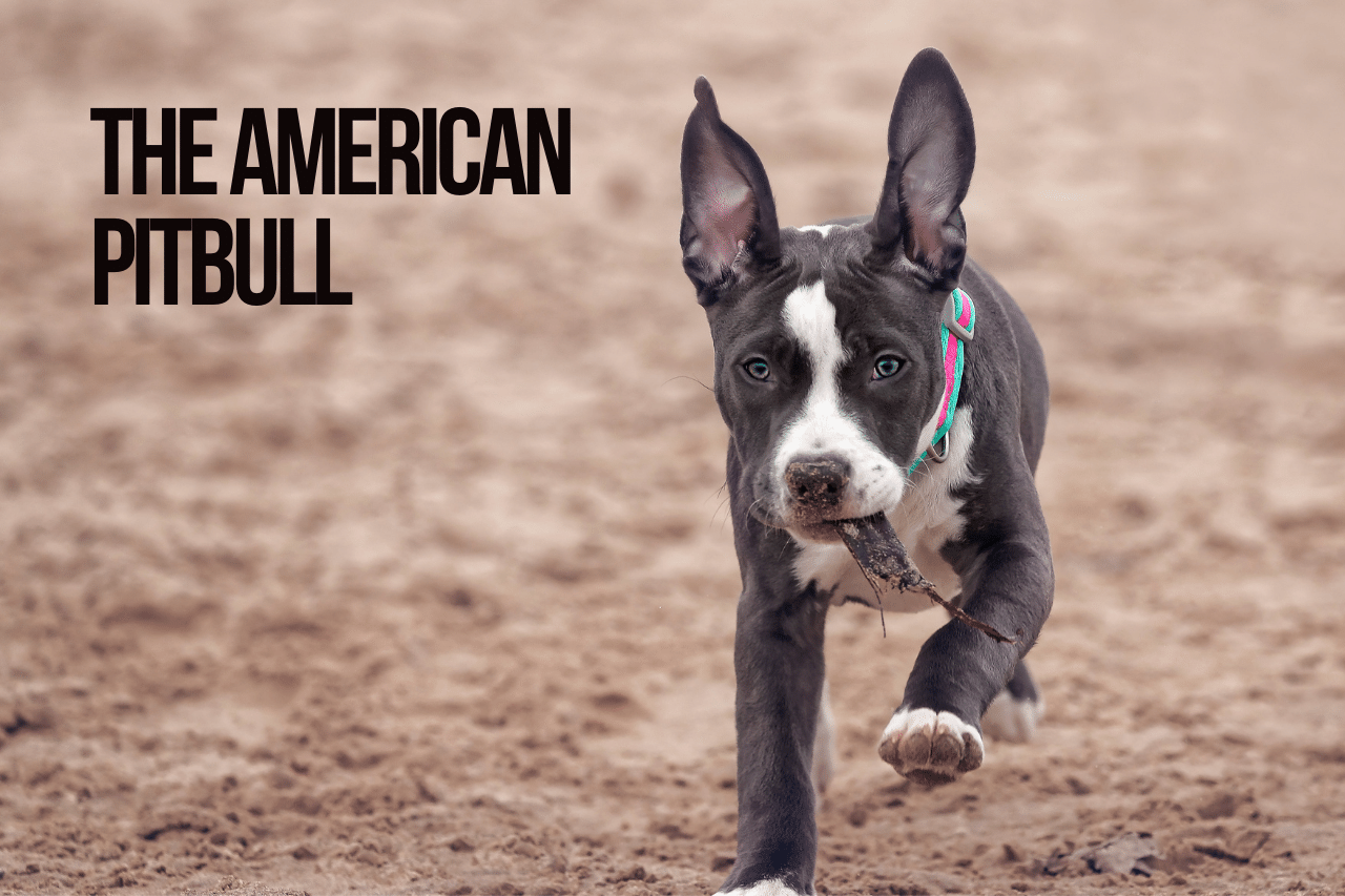 Most Muscular Dog Breeds In the World[Top 10 Breeds]