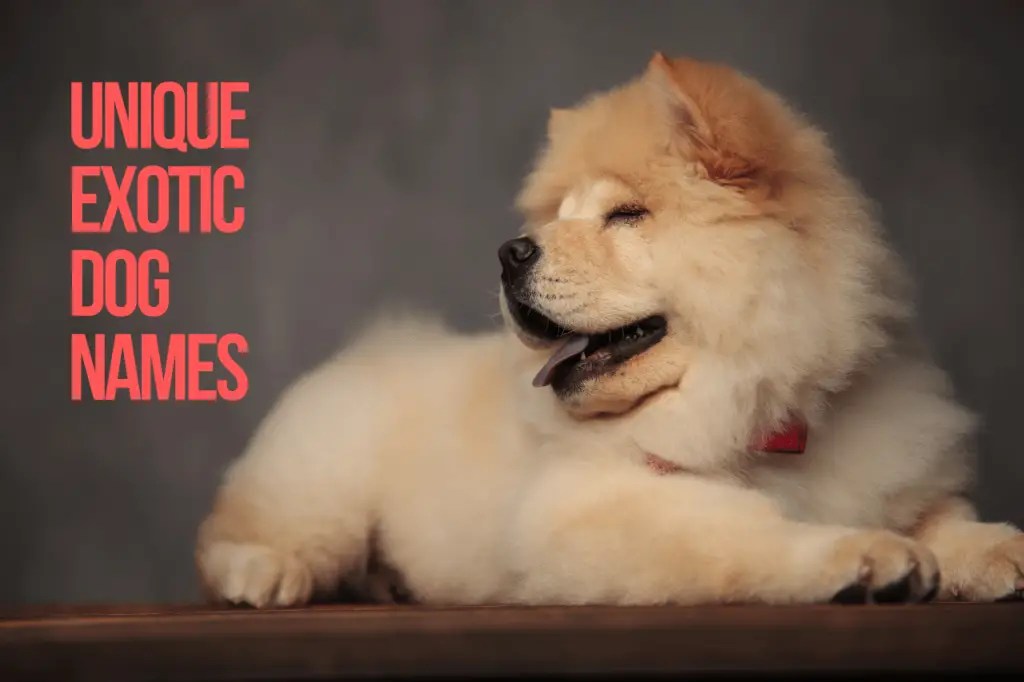 Exotic Dog Names 167+ TOP & BEST & CUTE Ideas