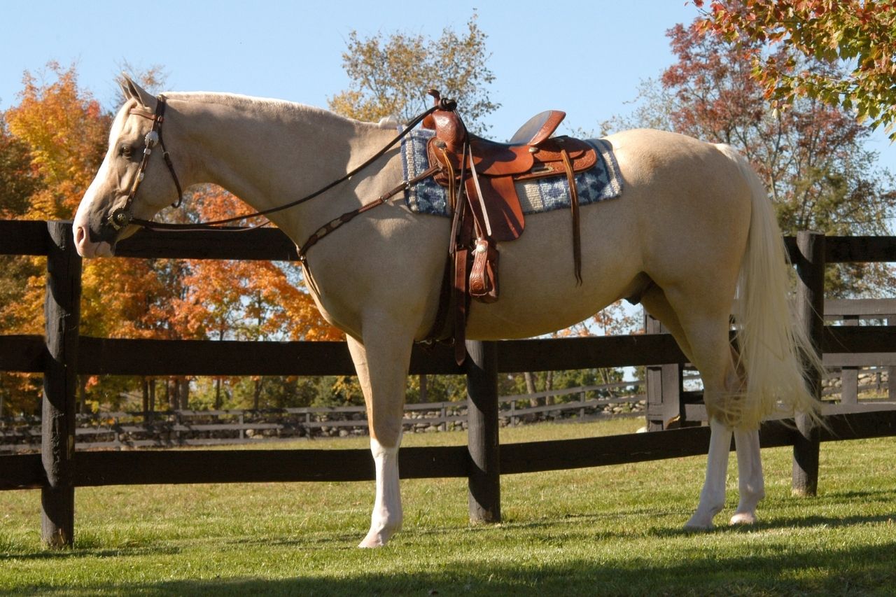 Western Horse Names 200+ Incredible Ideas