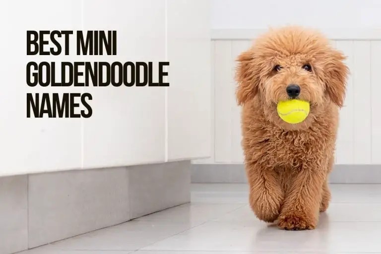 Mini Goldendoodle Names 365+ TOP & BEST & CUTE Ideas