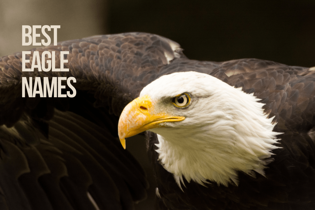 Eagle Names 200+ Best Names for an Eagle