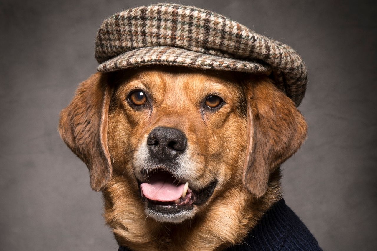 365+ Classic Dog Names TOP & OLDFashioned Ideas