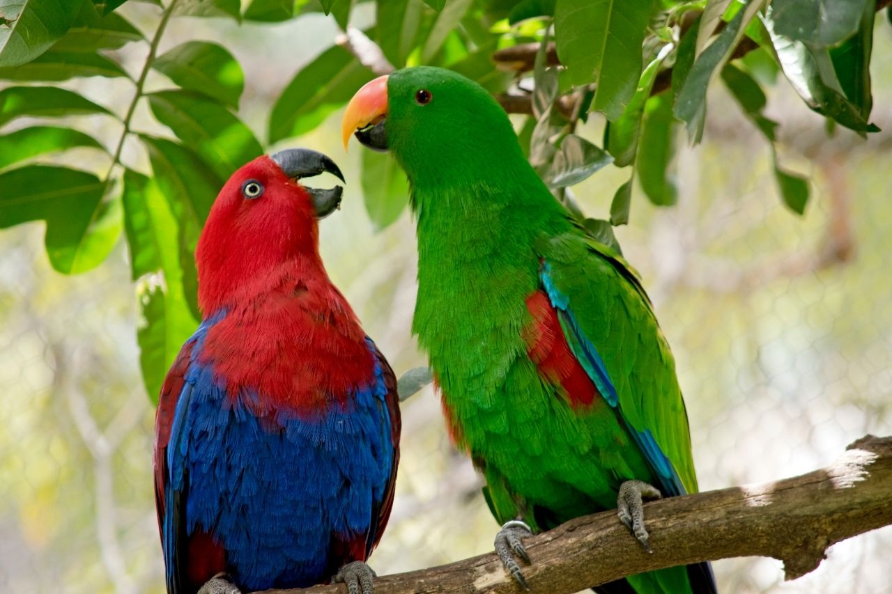 Female Parrot Names 101 BEST & CUTE & TOP