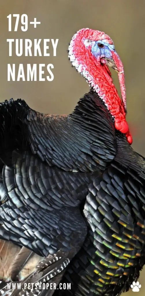 Turkey Names 179+ Best & Creative Ideas [Turkey as Pets]