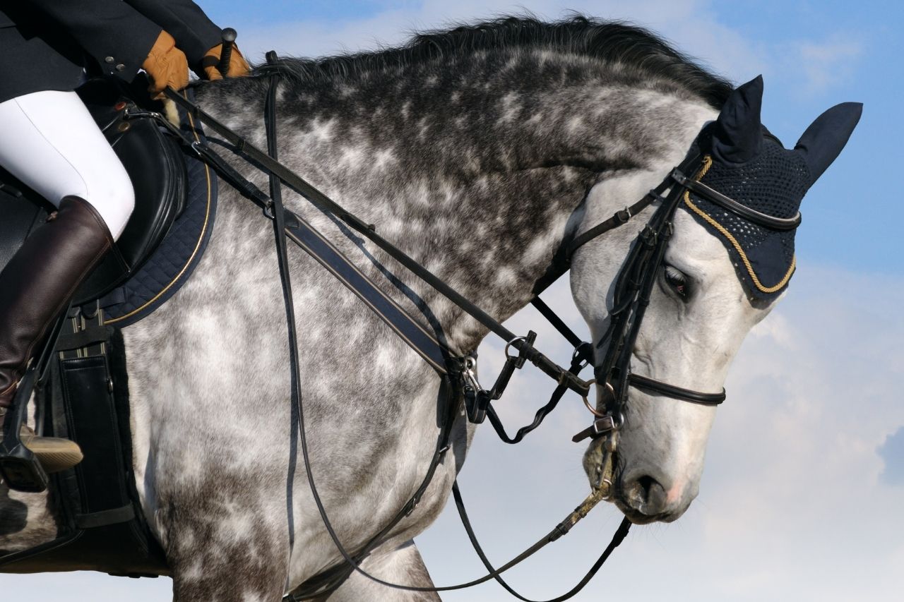 Silver Horse Names 179+ TOP & BEST & GREY Ideas