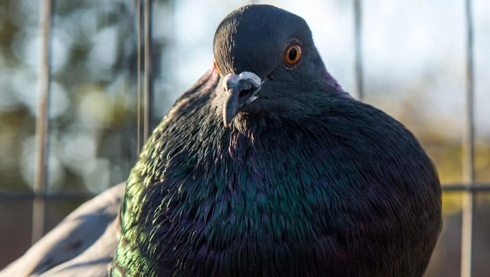 Types Of Pigeons 30 Most Beautiful Pigeon With Pictures Pets Hopes