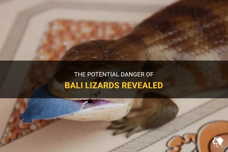 The Potential Danger Of Bali Lizards Revealed PetShun