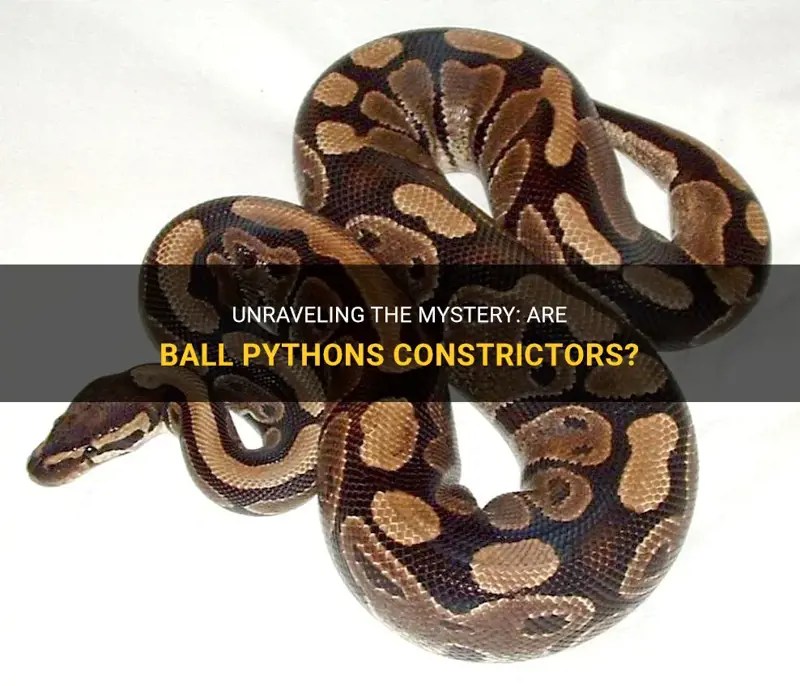Unraveling The Mystery Are Ball Pythons Constrictors? PetShun