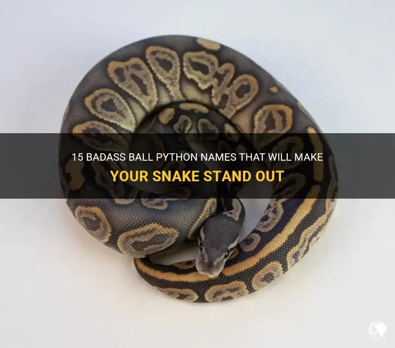 15 Badass Ball Python Names That Will Make Your Snake Stand Out PetShun