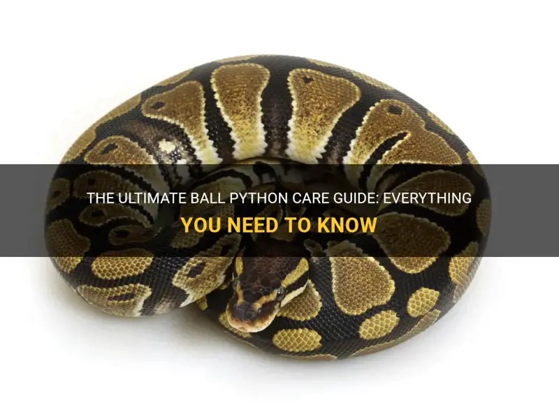 The Ultimate Ball Python Care Guide Everything You Need To Know PetShun