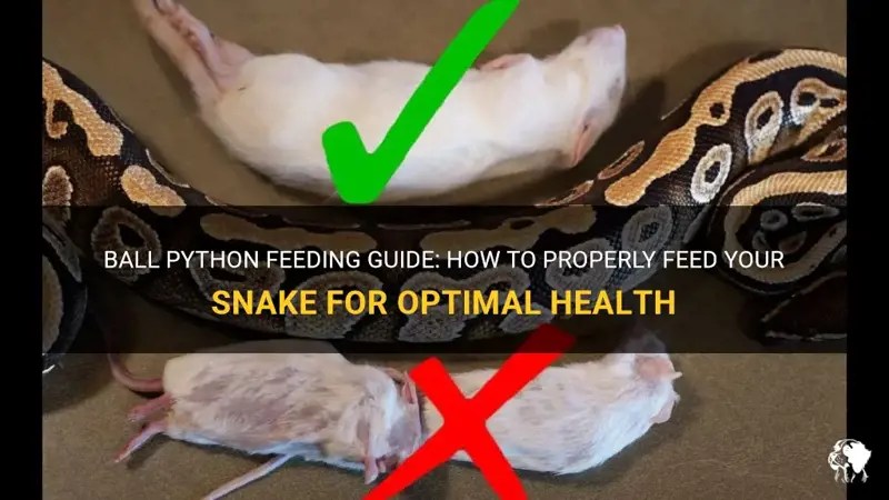 Ball Python Feeding Guide How To Properly Feed Your Snake For Optimal