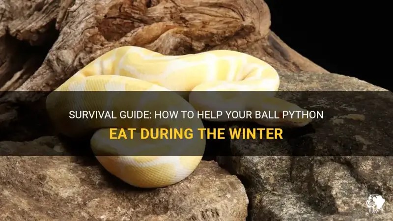 Survival Guide How To Help Your Ball Python Eat During The Winter PetShun
