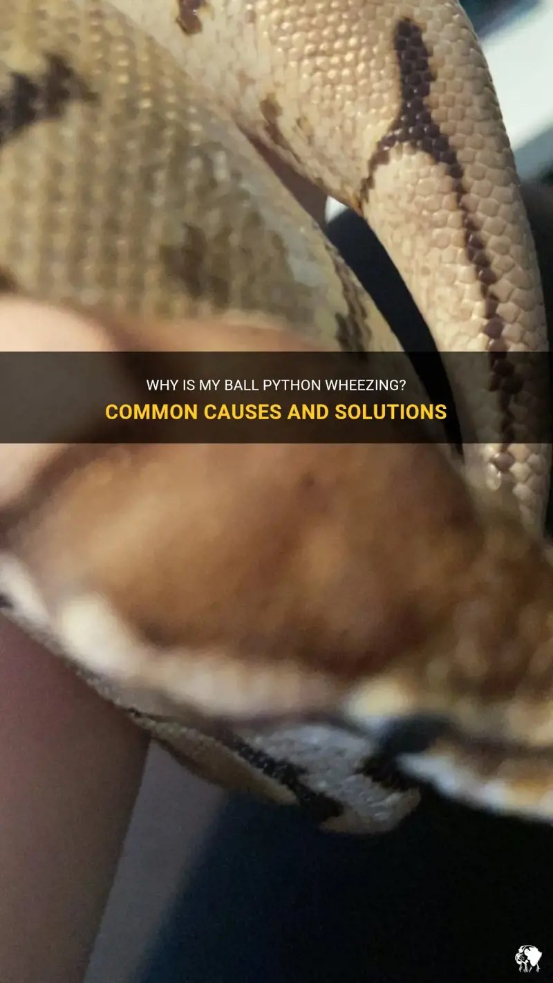 Why Is My Ball Python Wheezing? Common Causes And Solutions PetShun
