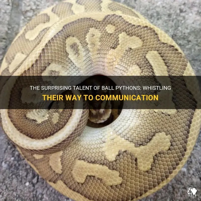 The Surprising Talent Of Ball Pythons Whistling Their Way To