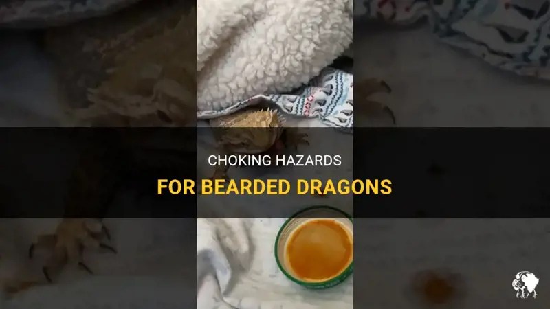Choking Hazards For Bearded Dragons PetShun