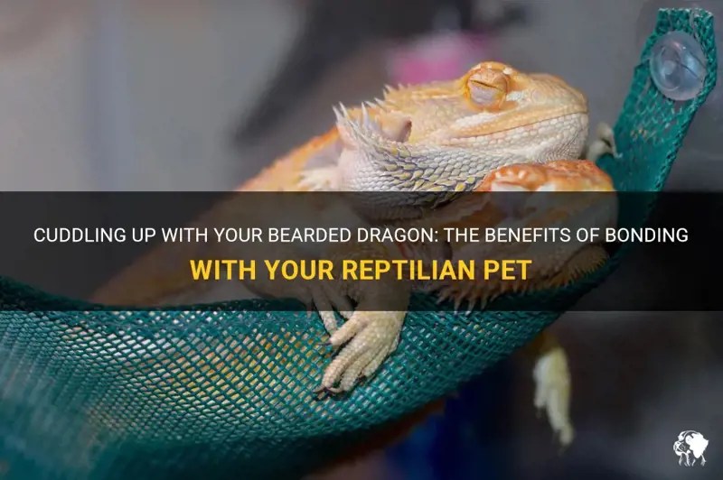 Cuddling Up With Your Bearded Dragon The Benefits Of Bonding With Your