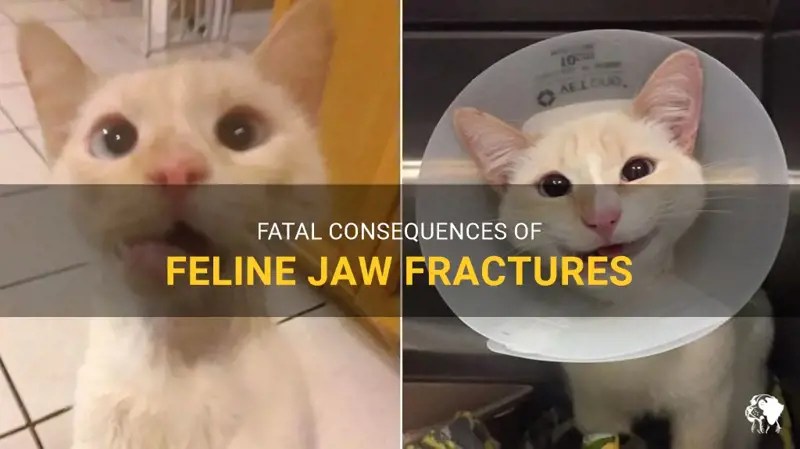 Fatal Consequences Of Feline Jaw Fractures PetShun