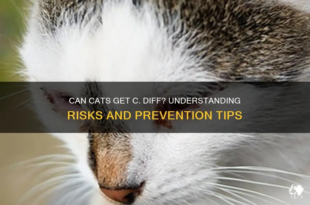 Can Cats Get C. Diff Understanding Risks And Prevention Tips PetShun
