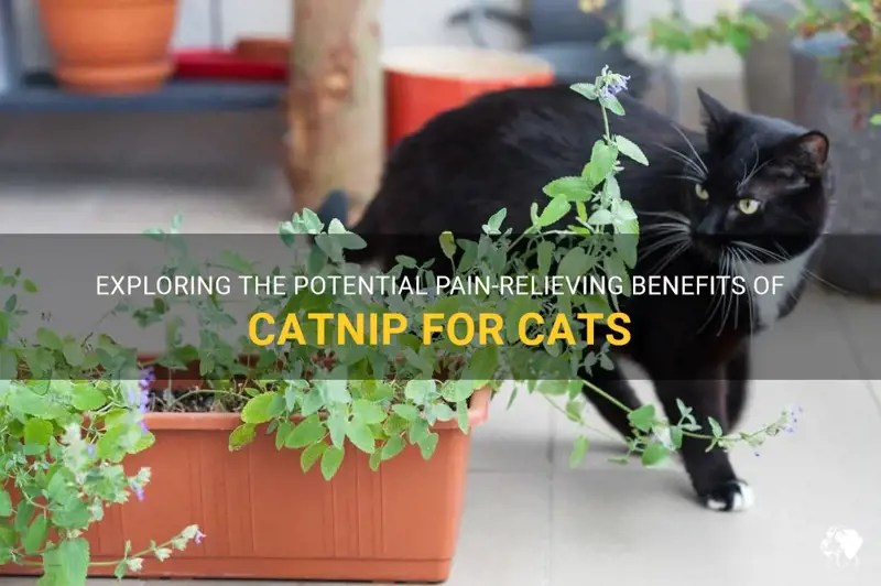 Exploring The Potential PainRelieving Benefits Of Catnip For Cats