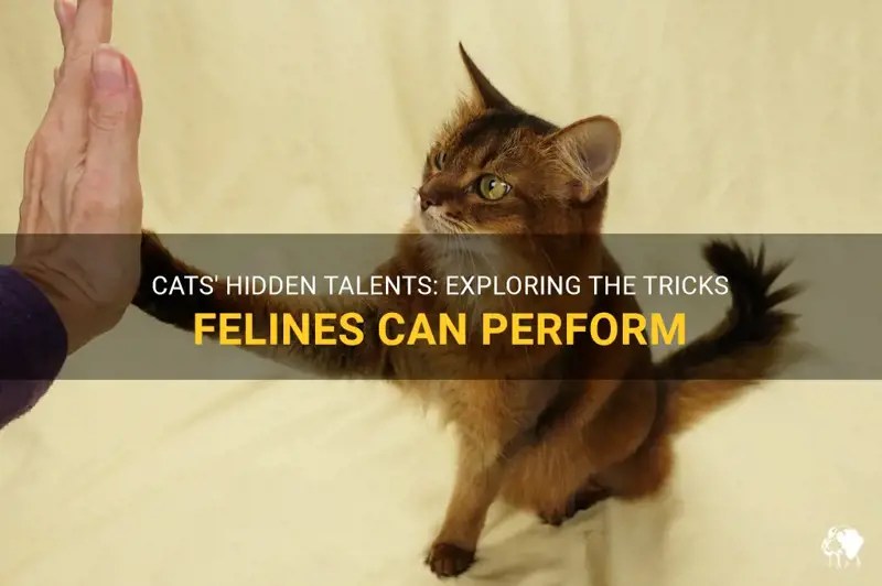 Cats' Hidden Talents Exploring The Tricks Felines Can Perform PetShun