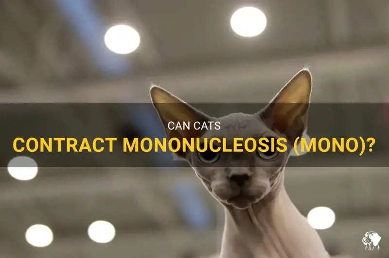 Can Cats Contract Mononucleosis (Mono) PetShun