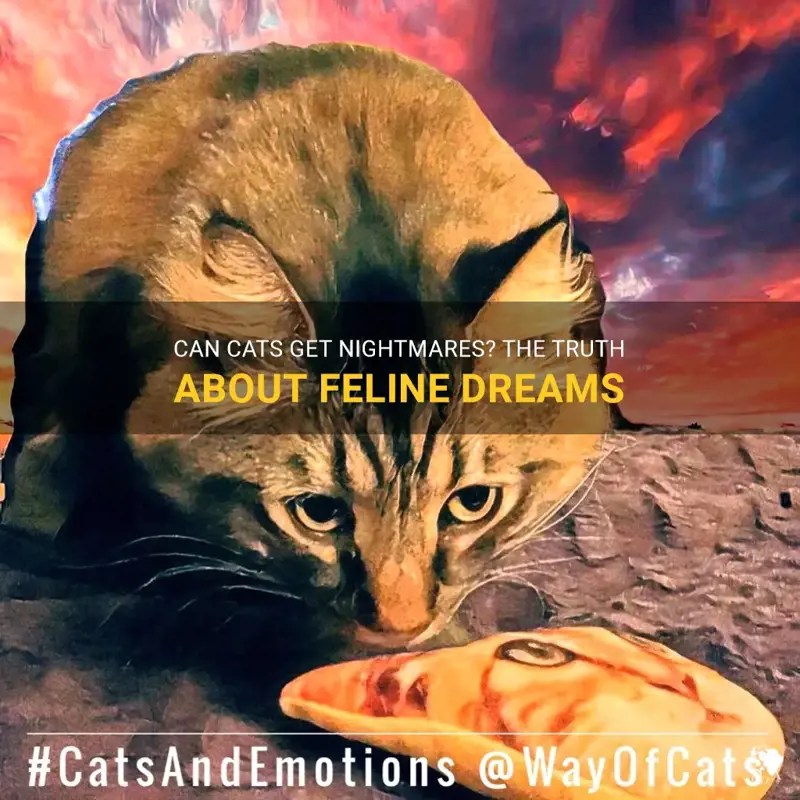 Can Cats Get Nightmares The Truth About Feline Dreams PetShun