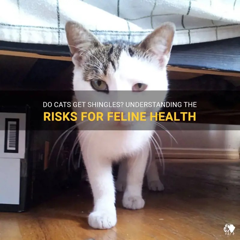 Do Cats Get Shingles Understanding The Risks For Feline Health PetShun