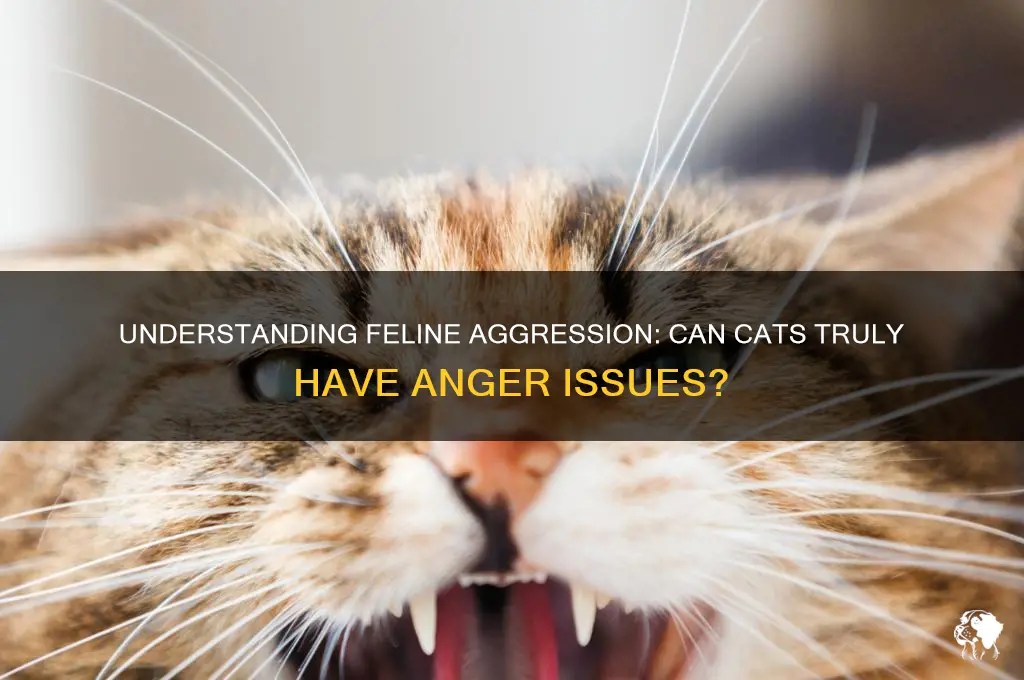 Understanding Feline Aggression Can Cats Truly Have Anger Issues