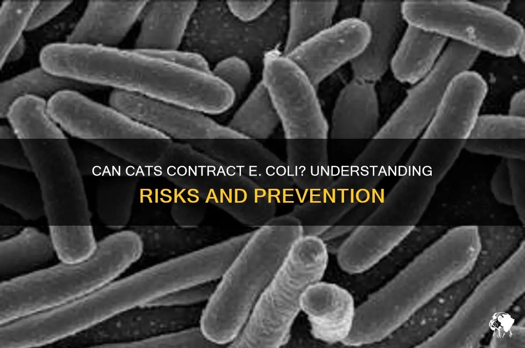 Can Cats Contract E. Coli Understanding Risks And Prevention PetShun