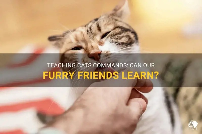 Teaching Cats Commands Can Our Furry Friends Learn? PetShun