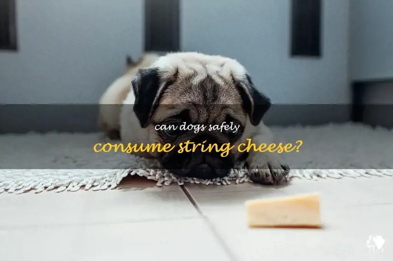 Can Dogs Safely Consume String Cheese PetShun
