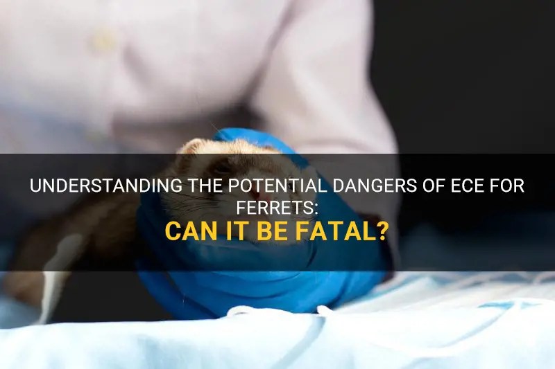 Understanding The Potential Dangers Of Ece For Ferrets Can It Be Fatal