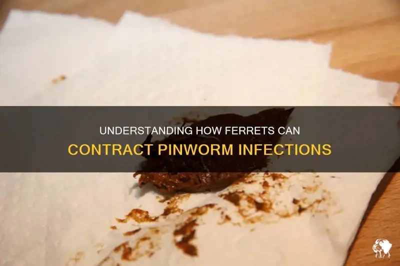 Understanding How Ferrets Can Contract Pinworm Infections PetShun