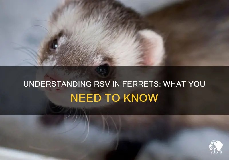 Understanding Rsv In Ferrets What You Need To Know PetShun