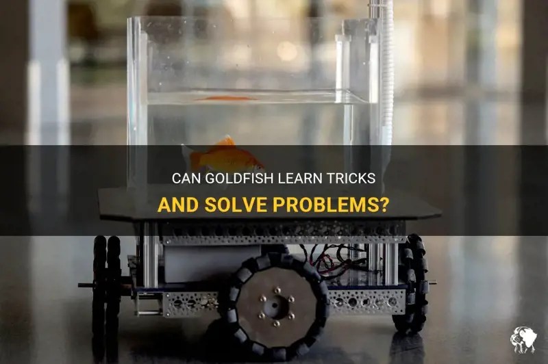 Can Goldfish Learn Tricks And Solve Problems? PetShun