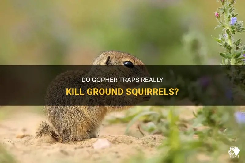 Do Gopher Traps Really Kill Ground Squirrels? PetShun