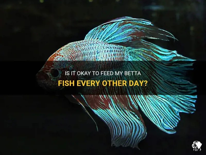 Is It Okay To Feed My Betta Fish Every Other Day? PetShun