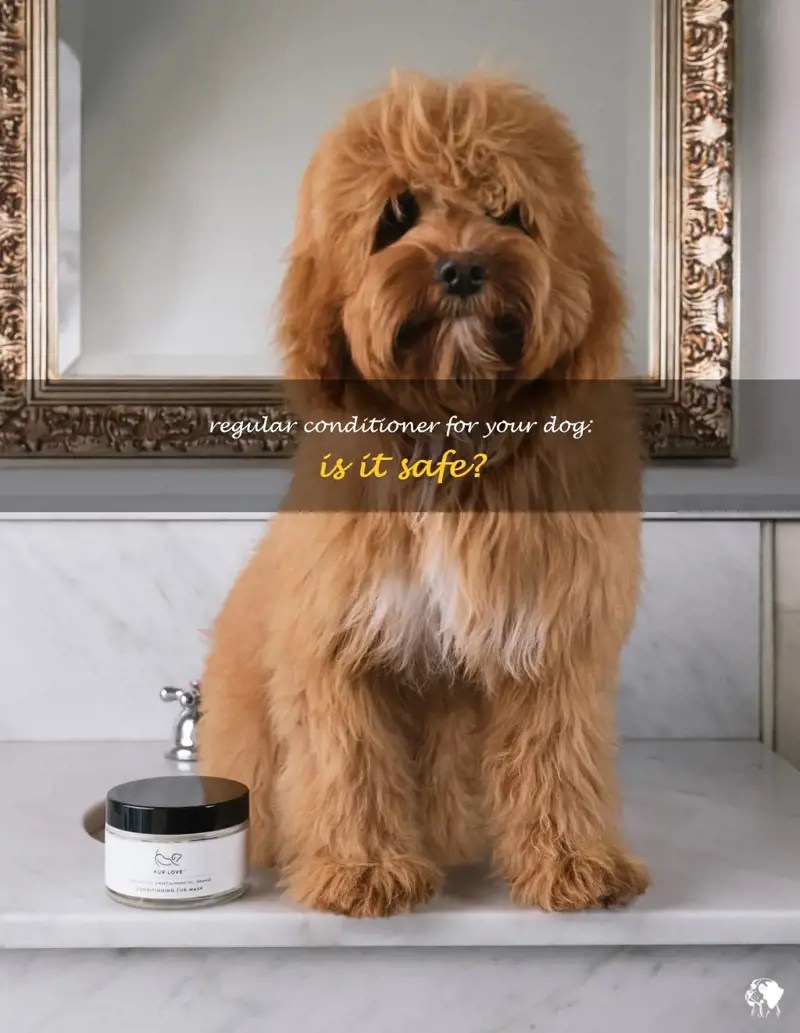 Regular Conditioner For Your Dog Is It Safe? PetShun
