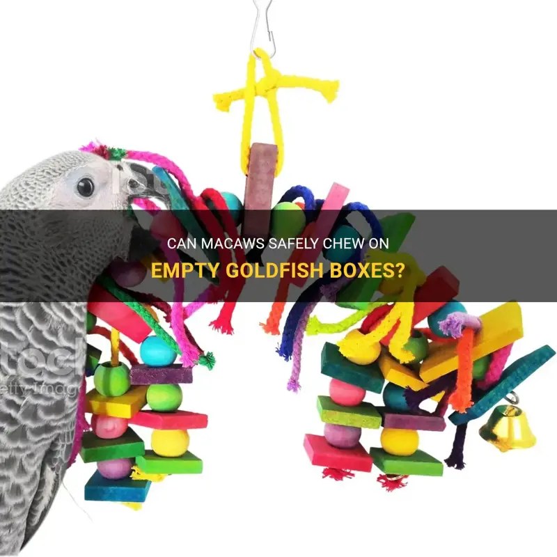 Can Macaws Safely Chew On Empty Goldfish Boxes? PetShun