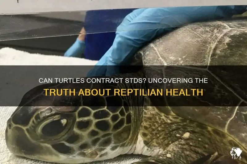 Can Turtles Contract Stds Uncovering The Truth About Reptilian Health