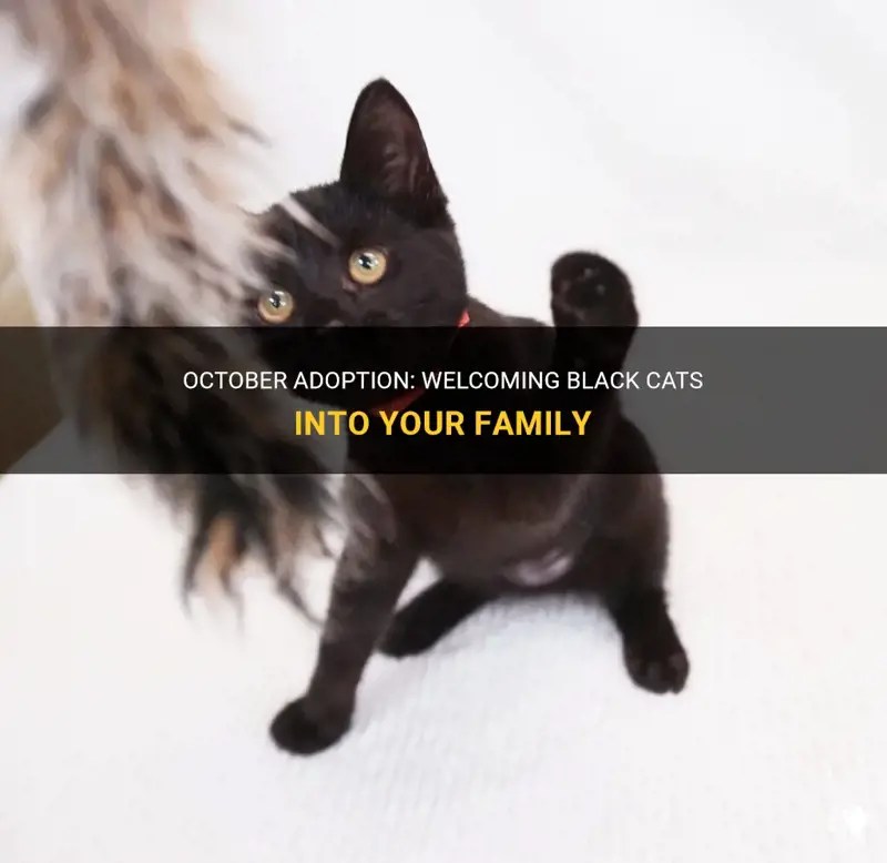 October Adoption Black Cats Into Your Family PetShun